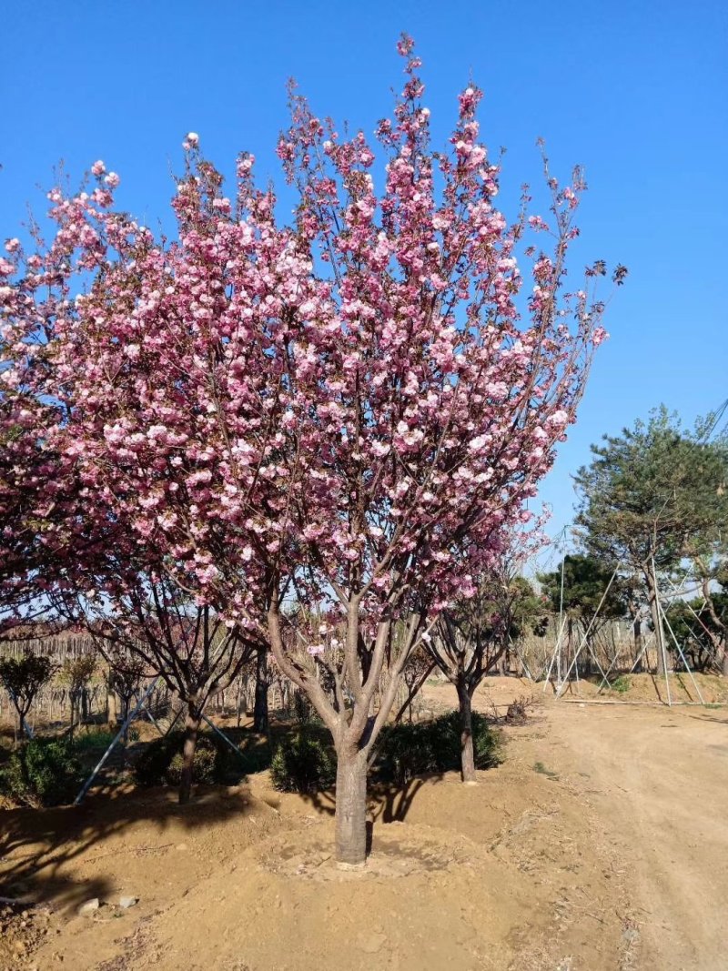 贵州樱花树:规格齐全，土质好无根瘤病，成活高