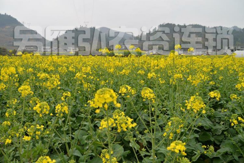 矮秆高产高出油抗病抗倒直播机收榨油观赏杂交油菜籽200克