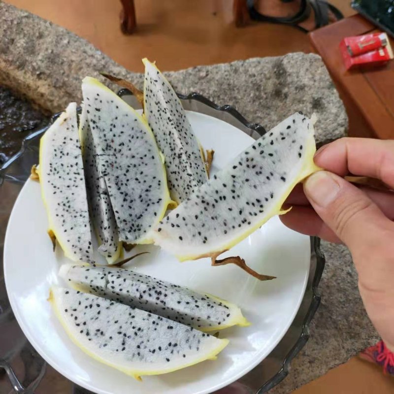 无刺黄龙果苗以色列无刺黄龙苗无刺黄龙种苗