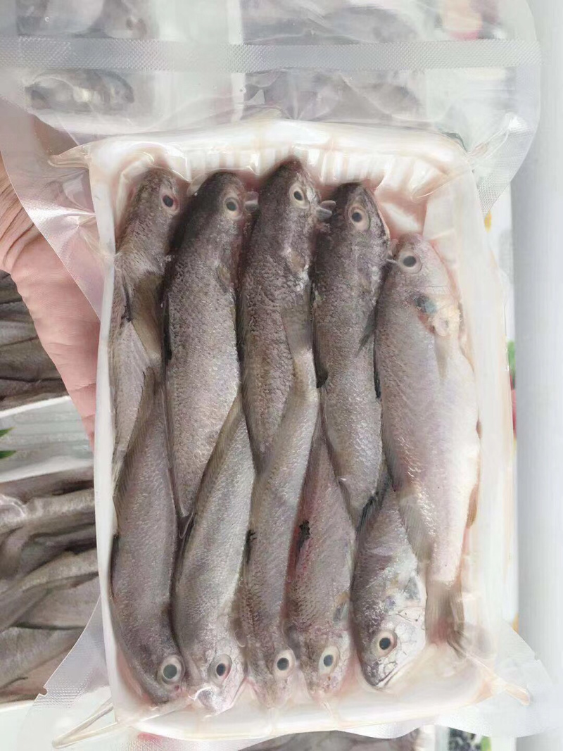 石头鱼