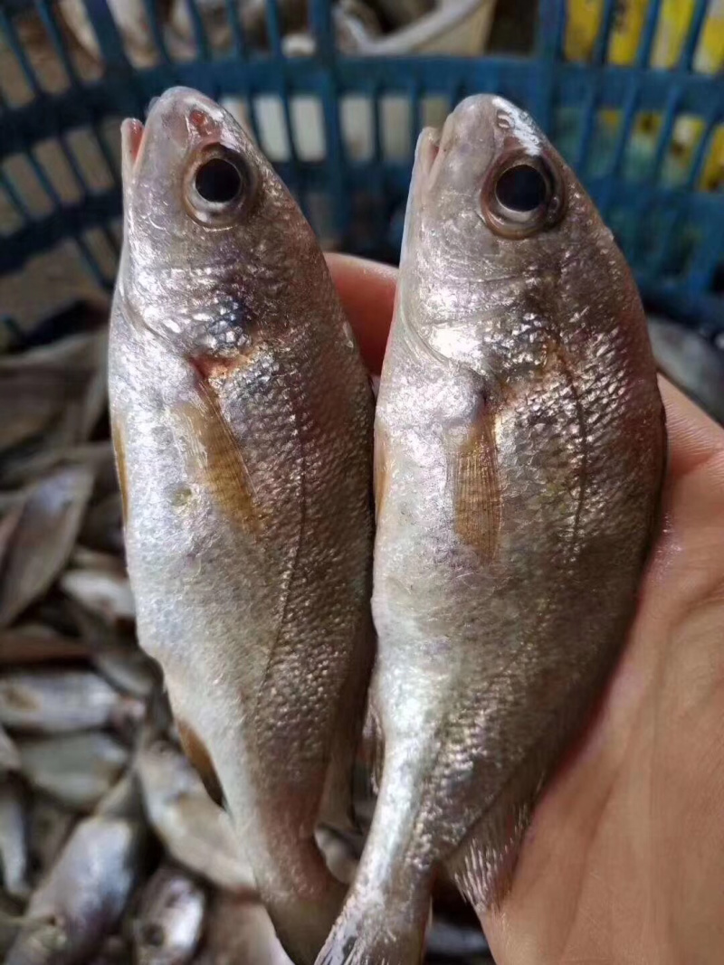 石头鱼