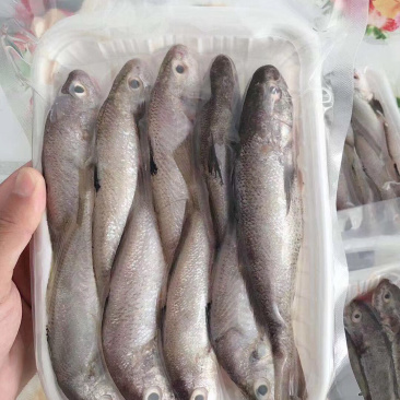 石头鱼