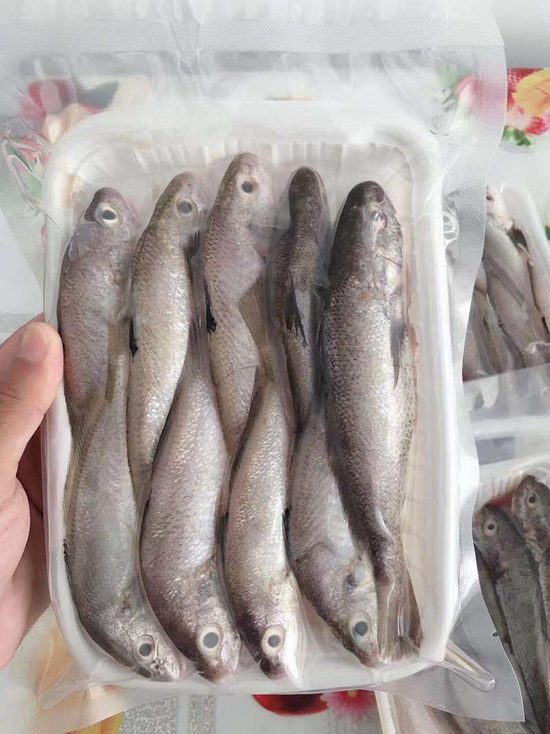石头鱼