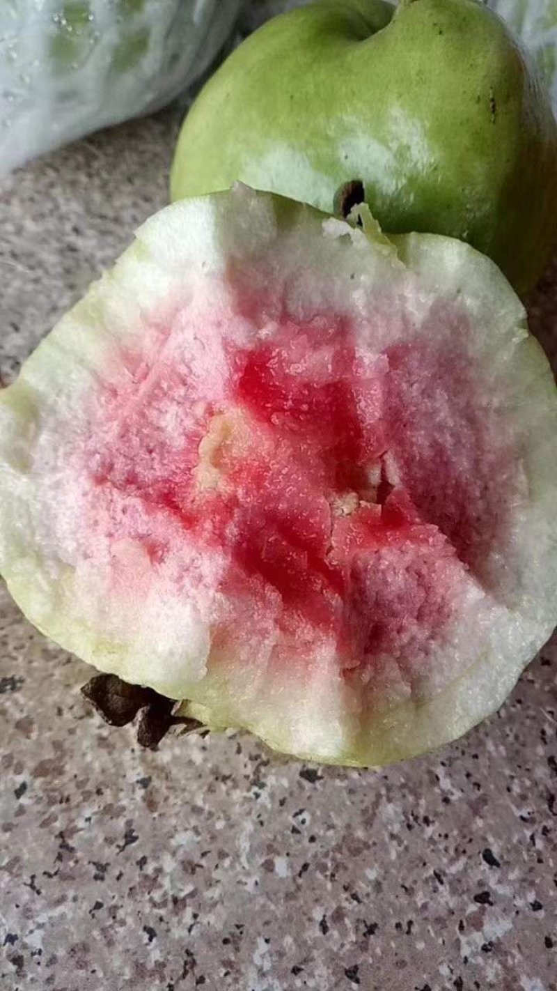 红宝石少籽芭乐苗，红心番石榴苗