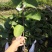 红宝石少籽芭乐苗，红心番石榴苗