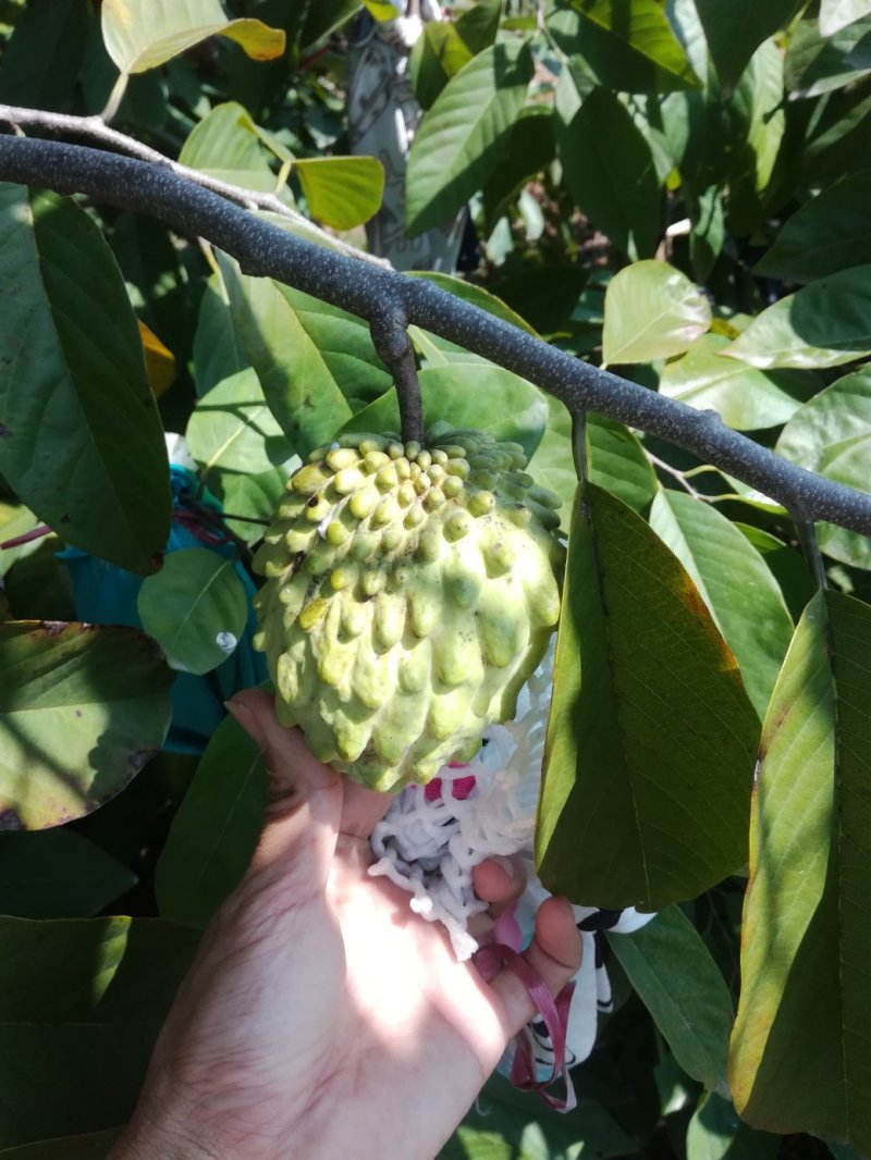 台湾凤梨释迦苗，台湾释迦番荔枝苗，佛头果苗