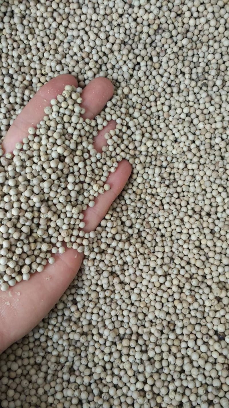 胡椒海南白胡椒颗粒饱满无杂质产地直供一件代发。