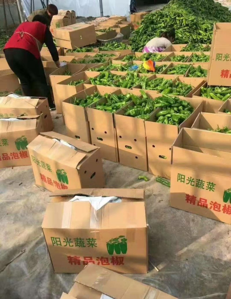 辣椒301辣椒薄皮大椒15～20cm微辣大量现货