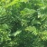 枫杨当年苗