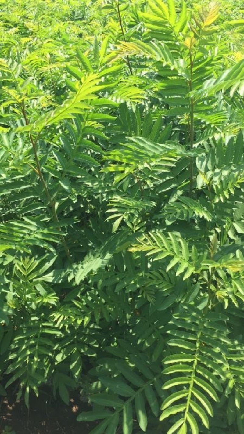 枫杨当年苗