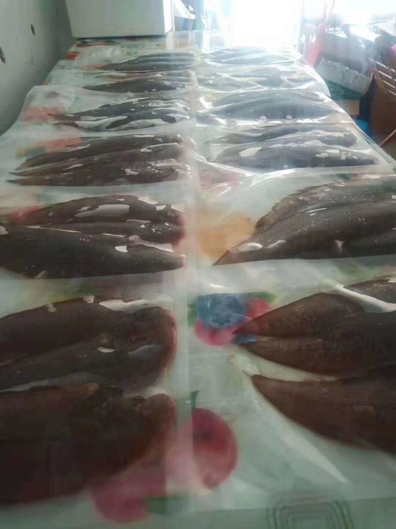 龙利鱼