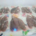 龙利鱼