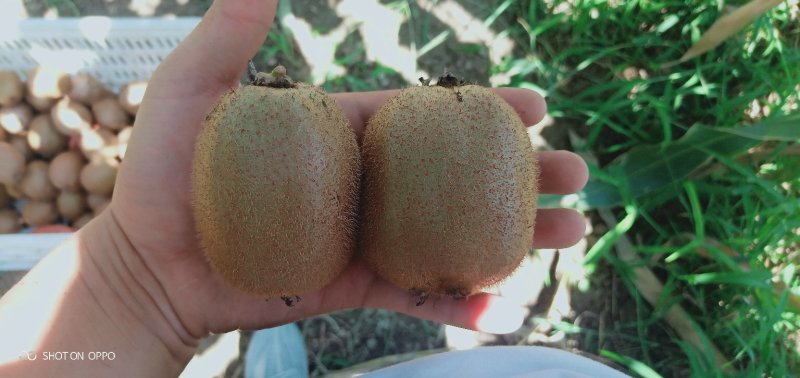 各种猕糊桃，量大货好。