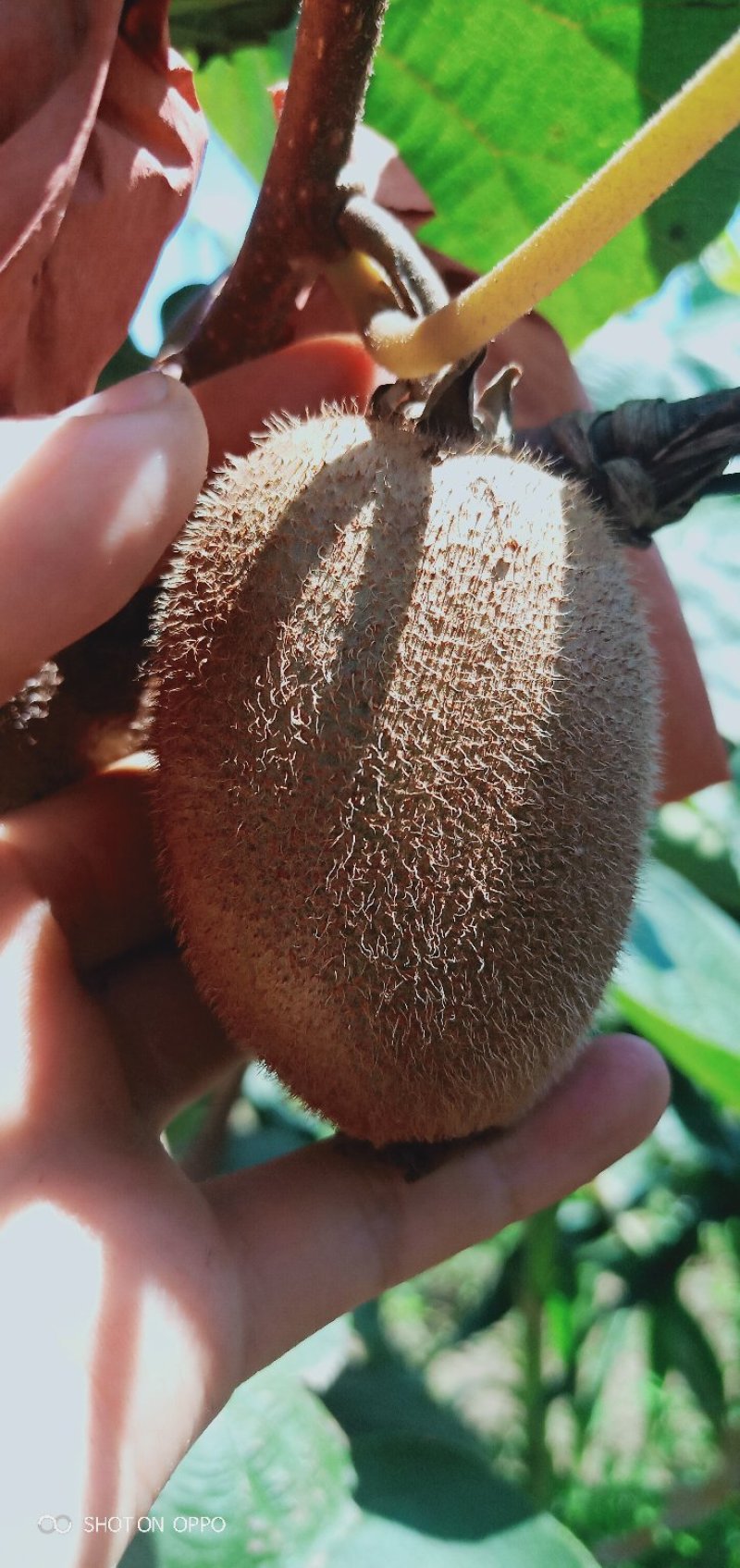 各种猕糊桃，量大货好。