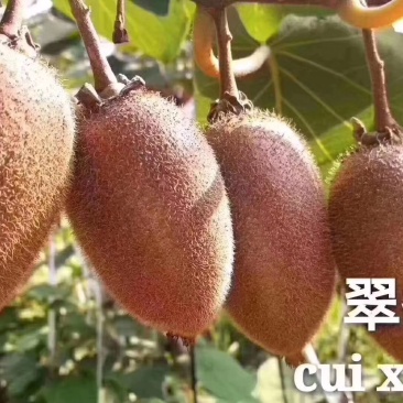 各种猕糊桃，量大货好。