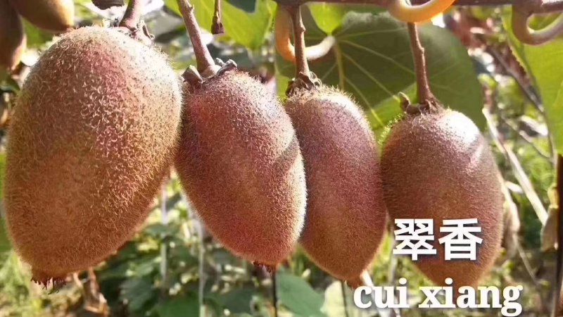 各种猕糊桃，量大货好。