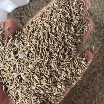 孜然印度进口孜然产地直供价格优惠质量保证一件代发
