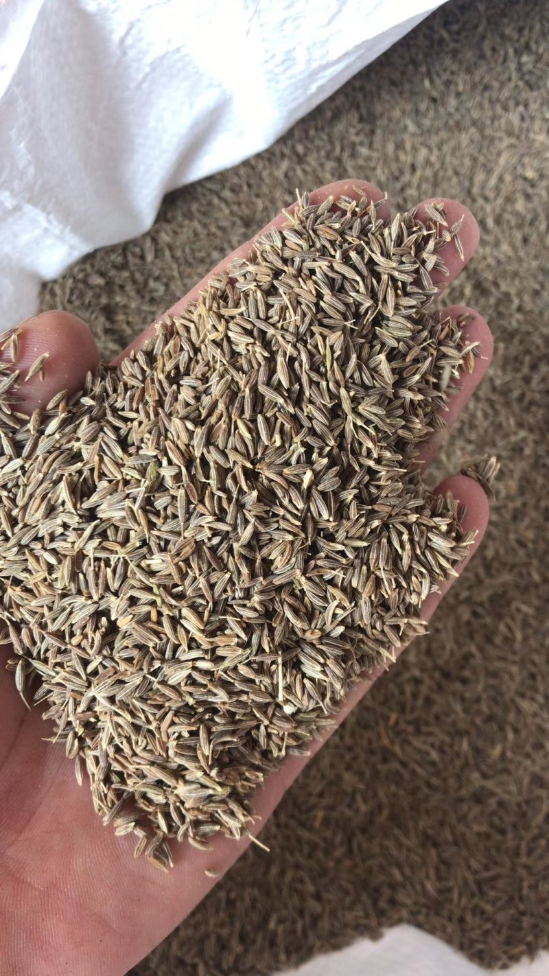 孜然印度进口孜然产地直供价格优惠质量保证一件代发