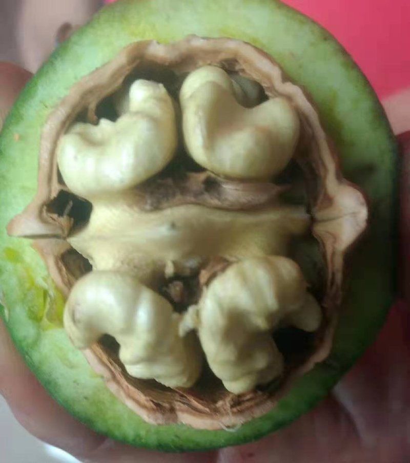鲜核桃脱皮鲜核口感好籽仁饱满