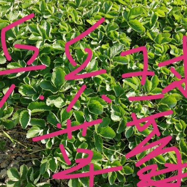 草莓基地秋季生产脱霉苗