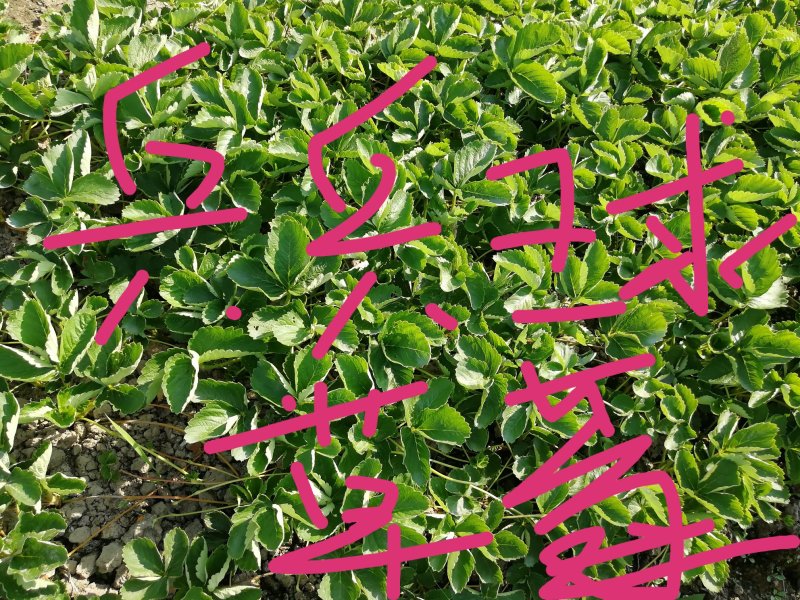 草莓基地秋季生产脱霉苗