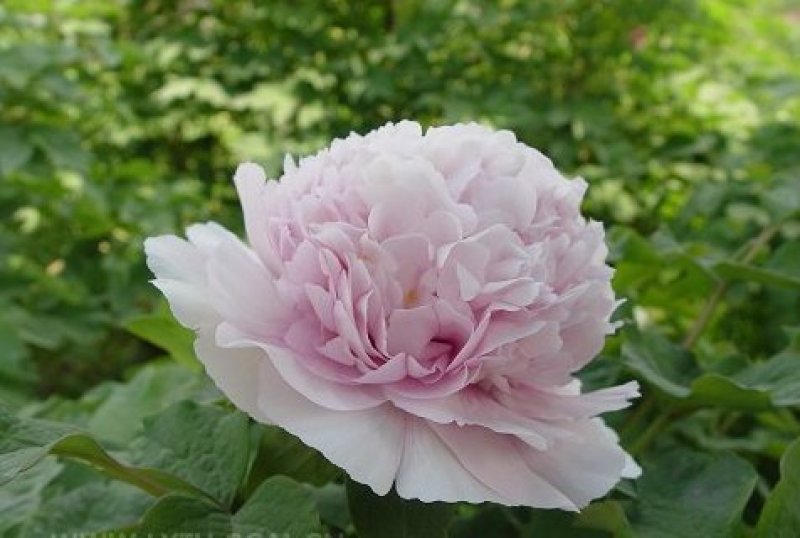 千层观赏大棵牡丹花菏泽牡丹花菏泽牡丹甲天下