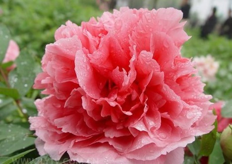 千层观赏大棵牡丹花菏泽牡丹花菏泽牡丹甲天下