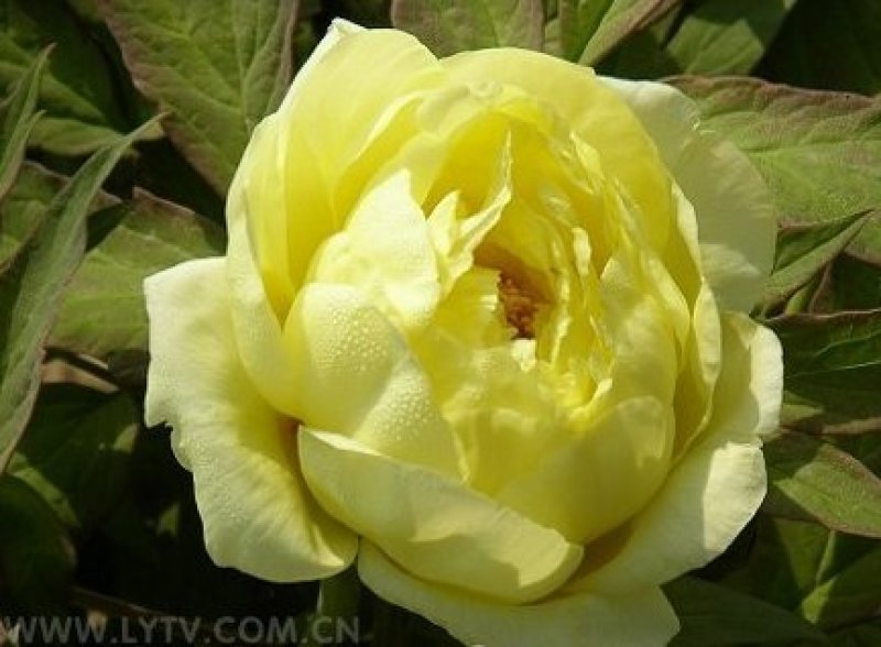 千层观赏大棵牡丹花菏泽牡丹花菏泽牡丹甲天下