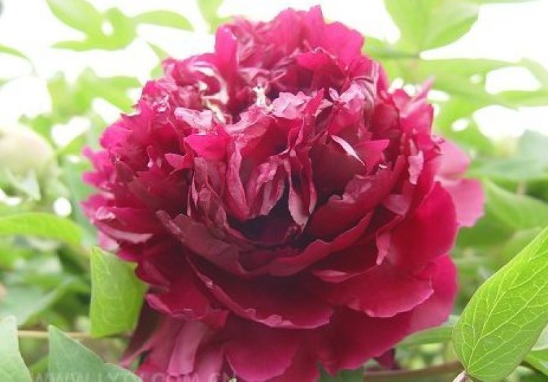 千层观赏大棵牡丹花菏泽牡丹花菏泽牡丹甲天下
