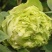 千层观赏大棵牡丹花菏泽牡丹花菏泽牡丹甲天下