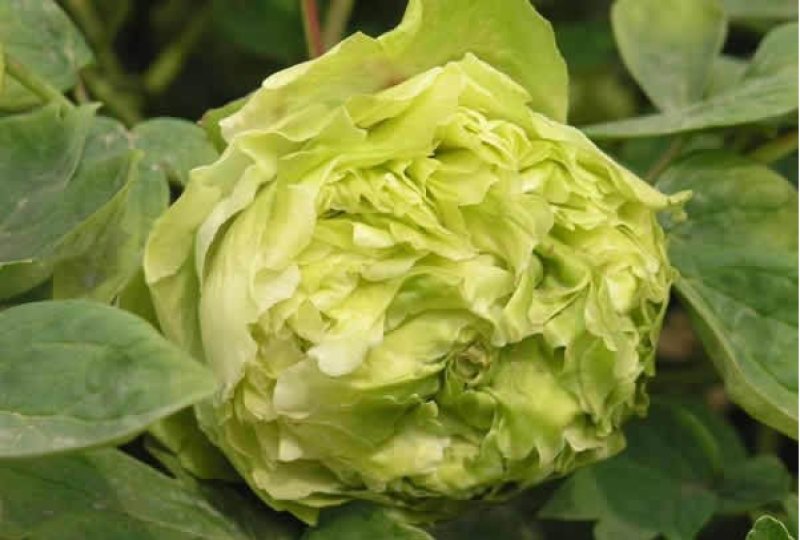 千层观赏大棵牡丹花菏泽牡丹花菏泽牡丹甲天下