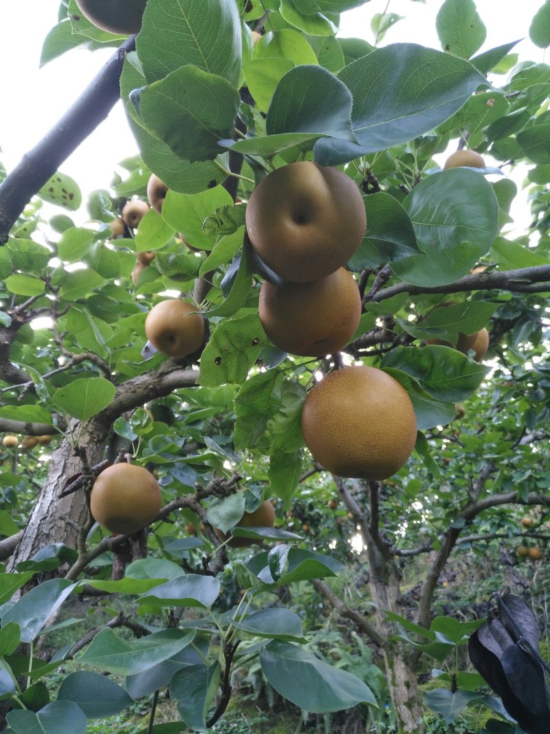 湖南怀化靖州原生态金秋梨