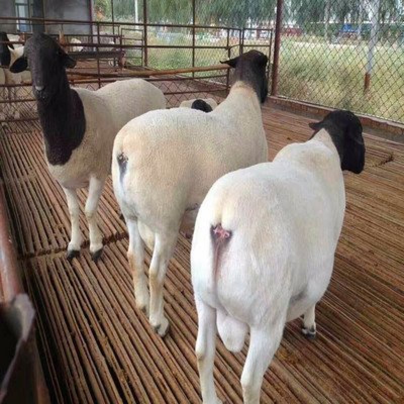 供应5-6个月黑头杜泊小尾寒羊羊羔头胎怀孕母羊成年种公羊