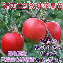 【热荐】新西兰红玫瑰苹果苗新品种保湿发货