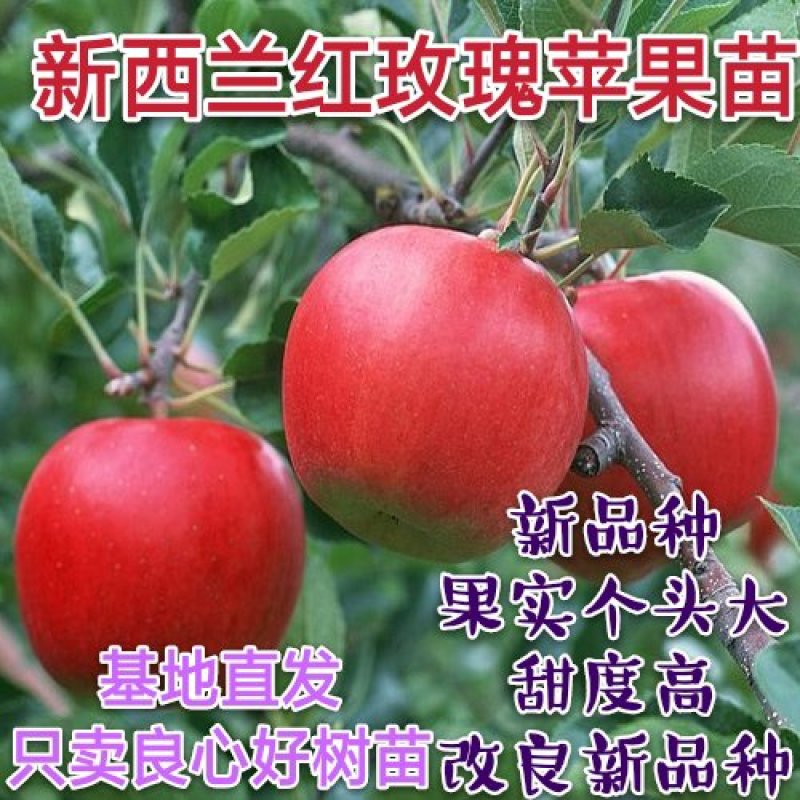【热荐】新西兰红玫瑰苹果苗新品种保湿发货包邮