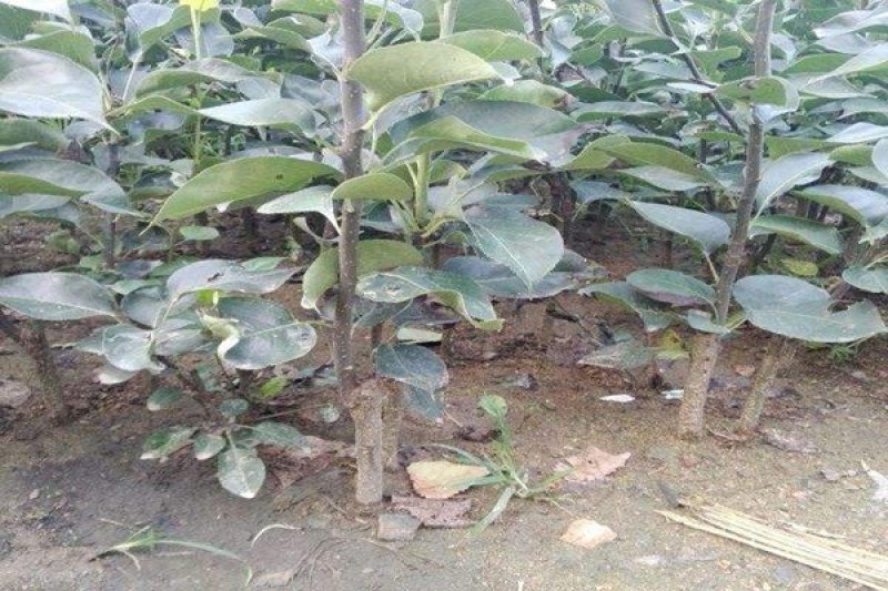 【热荐】新西兰红玫瑰苹果苗新品种保湿发货包邮