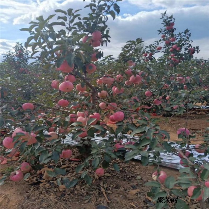 【热荐】新西兰红玫瑰苹果苗新品种保湿发货包邮