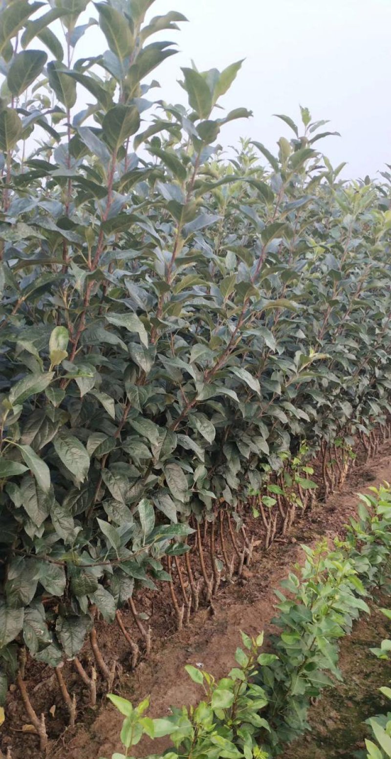【热荐】新西兰红玫瑰苹果苗新品种保湿发货包邮