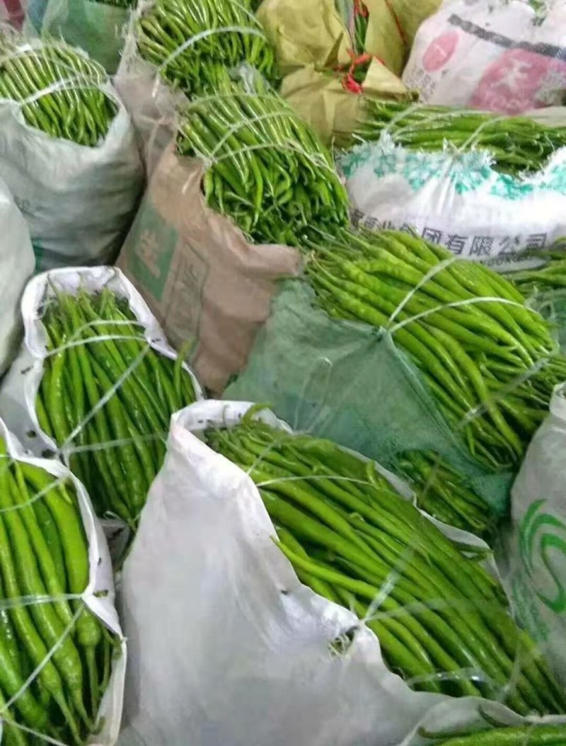 线椒青条黑条大棚种植大型商超供应全国代发