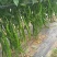 线椒青条黑条大棚种植大型商超供应全国代发