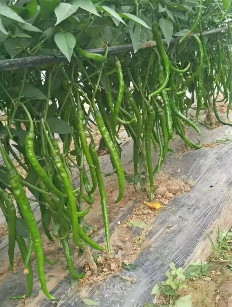 线椒青条黑条大棚种植大型商超供应全国代发