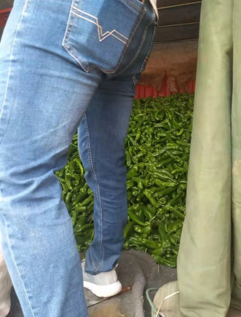 线椒青条黑条大棚种植大型商超供应全国代发