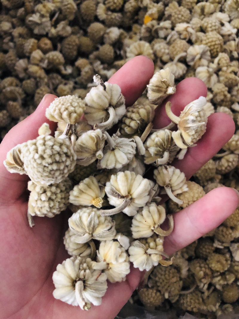 【绿萝花】绿萝花量大从优物美价廉产地直供