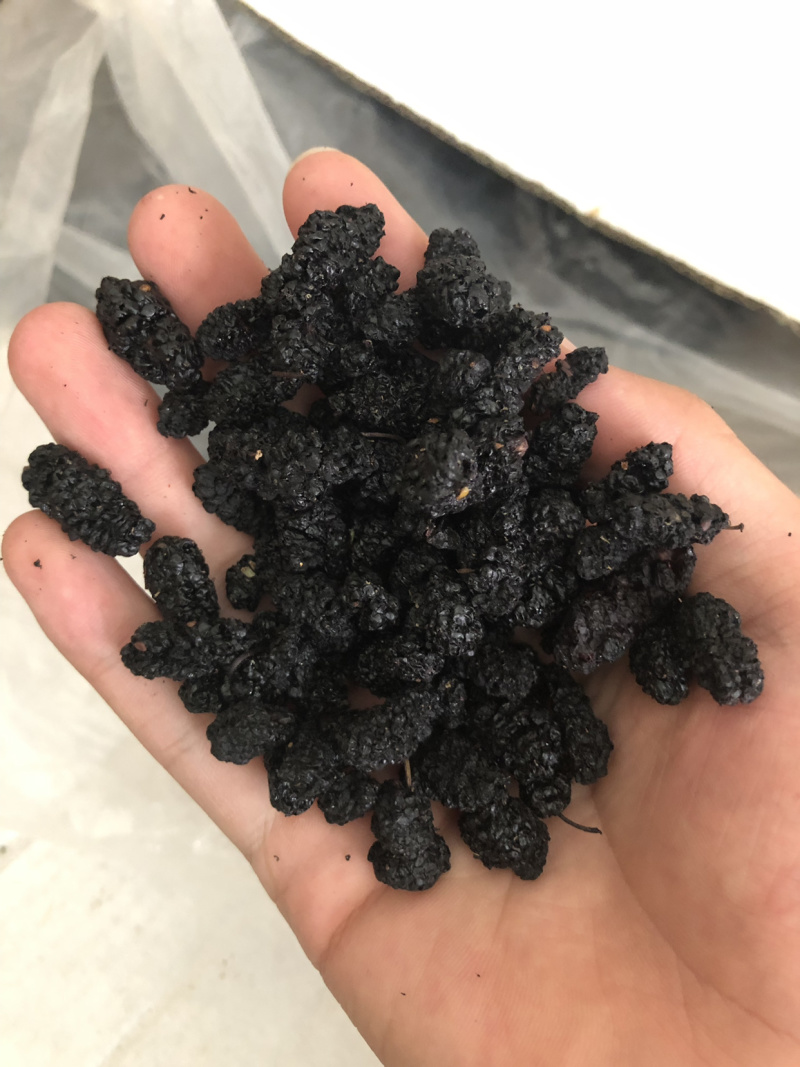 【桑葚】桑葚物美价廉量大从优产地直供