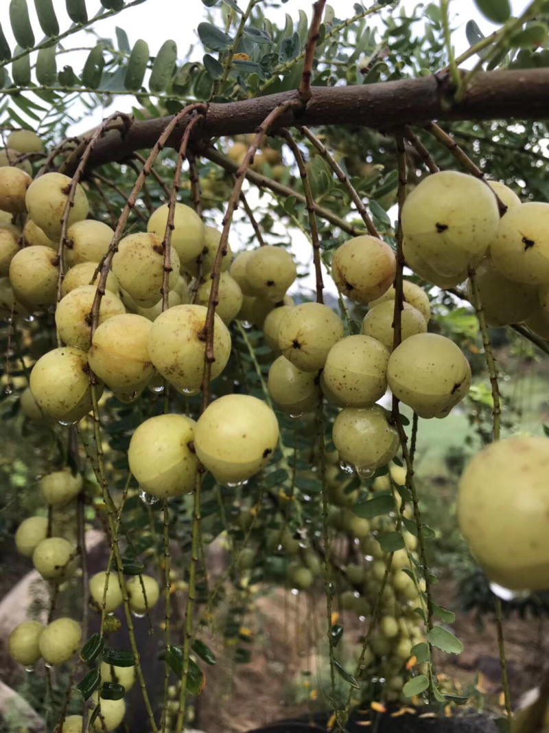 牛甘果、油甘果、小珍珠油甘果支持线上交易