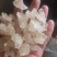 雪燕云南天然野生拉丝雪燕500克非燕窝补水