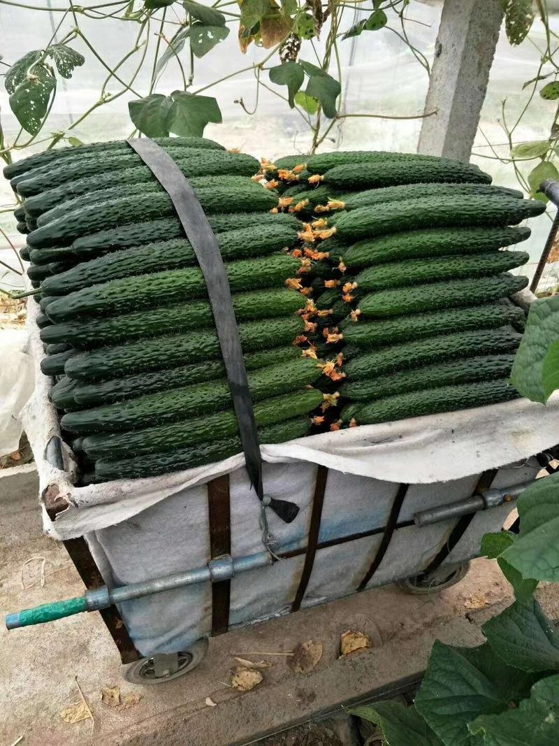 热销越冬一大茬（德瑞特177）高产、油亮、高抗黄瓜品种