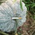 缅甸南瓜(缅甸赖)种瓜