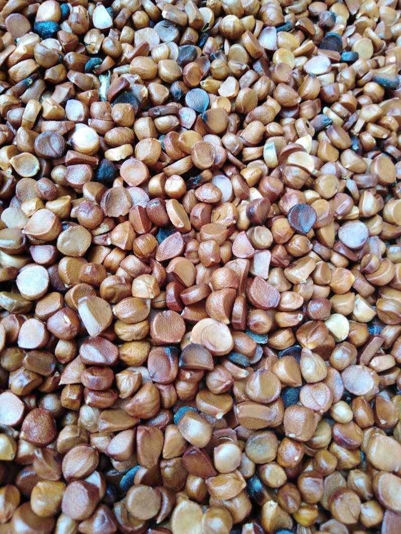 黄菖蒲种子黄花鸢尾种子纯新籽