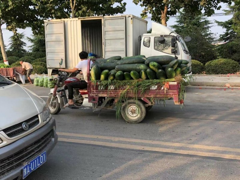 黑皮冬瓜地冬瓜吊冬瓜白皮冬瓜